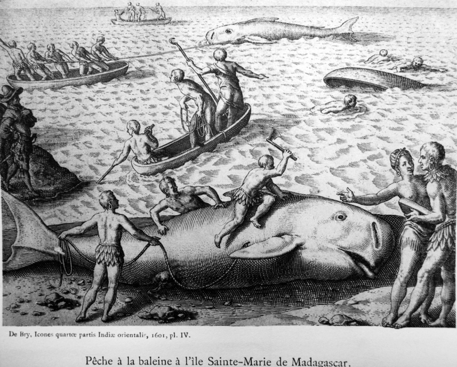 Historical print of shore whaling: a whale beached and being processed on the sand