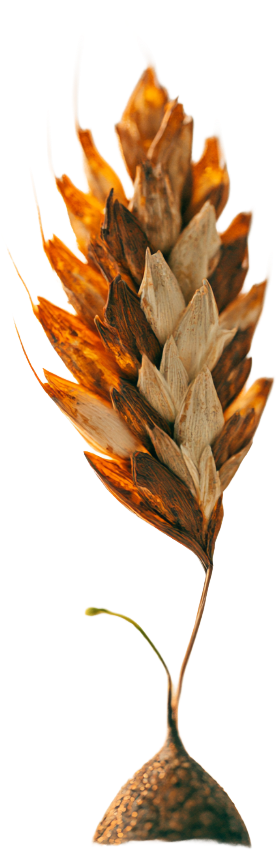 A single ear of wheat. The Zera, the seed half of the compound. Transparent ground.